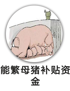 能繁母猪补贴资金